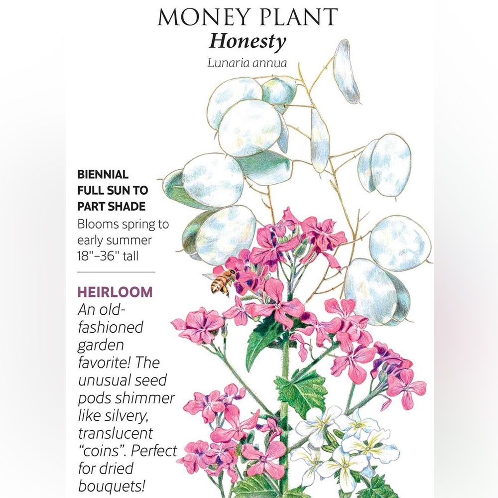 32 Money ‘Silver Dollar’ Luck Lunaria Plant Seeds, Non-GMO Heirloom🪷32 Seeds🪷